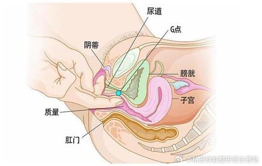 揭秘女人私密区域特征:图片解析及指南