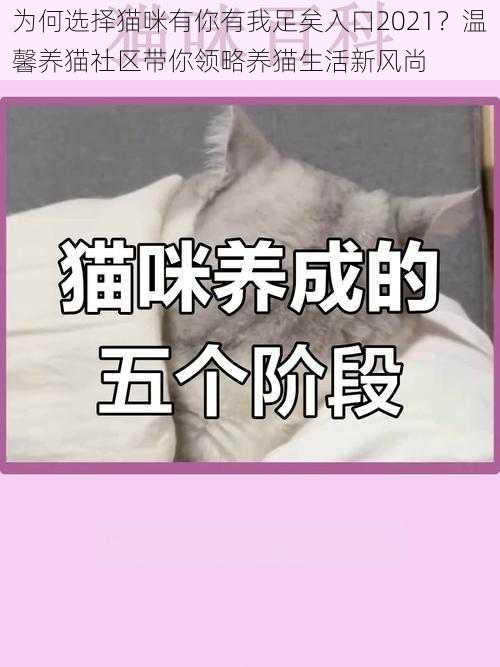 为何选择猫咪有你有我足矣入口2021?温馨养猫社区带你领略养猫生活新风尚